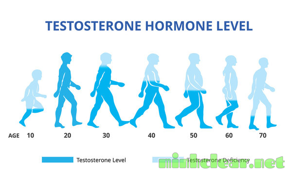 Hình ảnh mức độ testosterone tăng giảm dần theo từng nhóm tuổi ở Nam giới